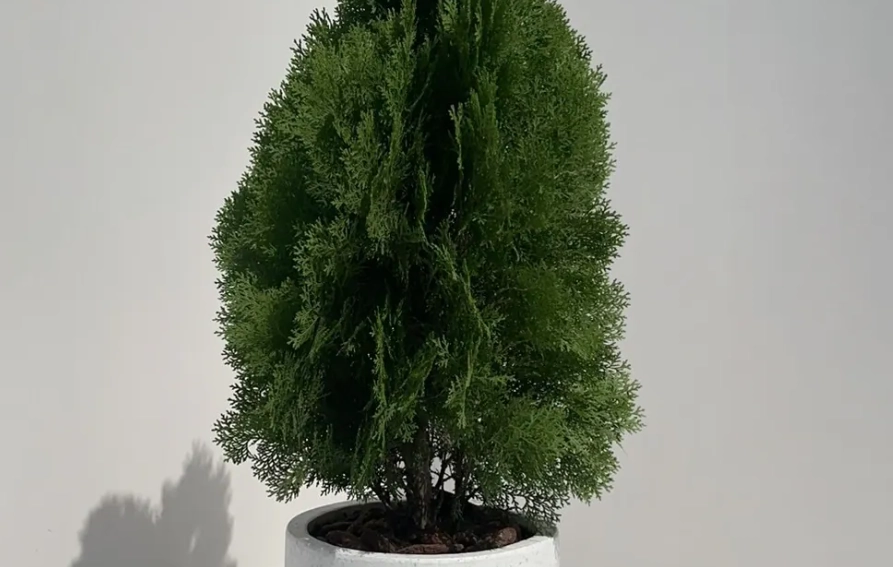 側柏扁柏怎麼分