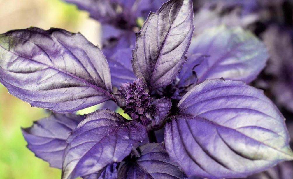 紫羅勒扦插繁殖