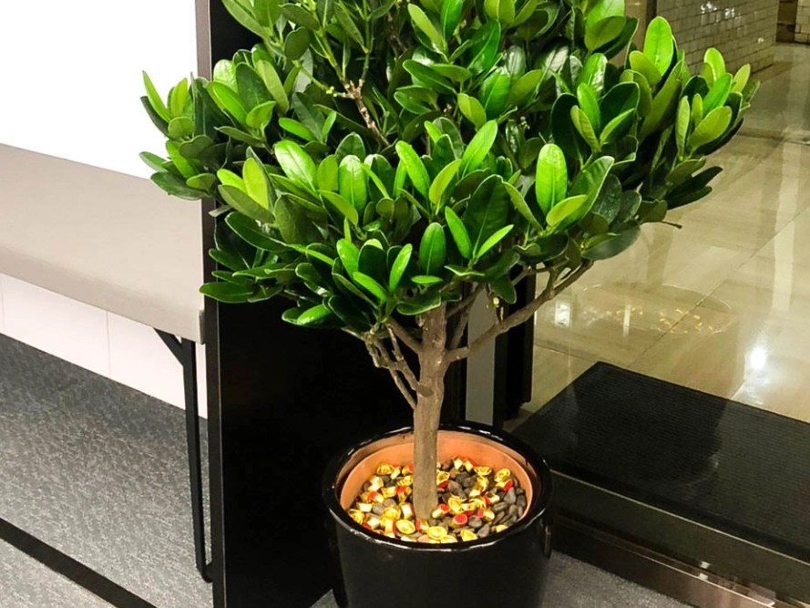 福木風水意義 福木風水意義