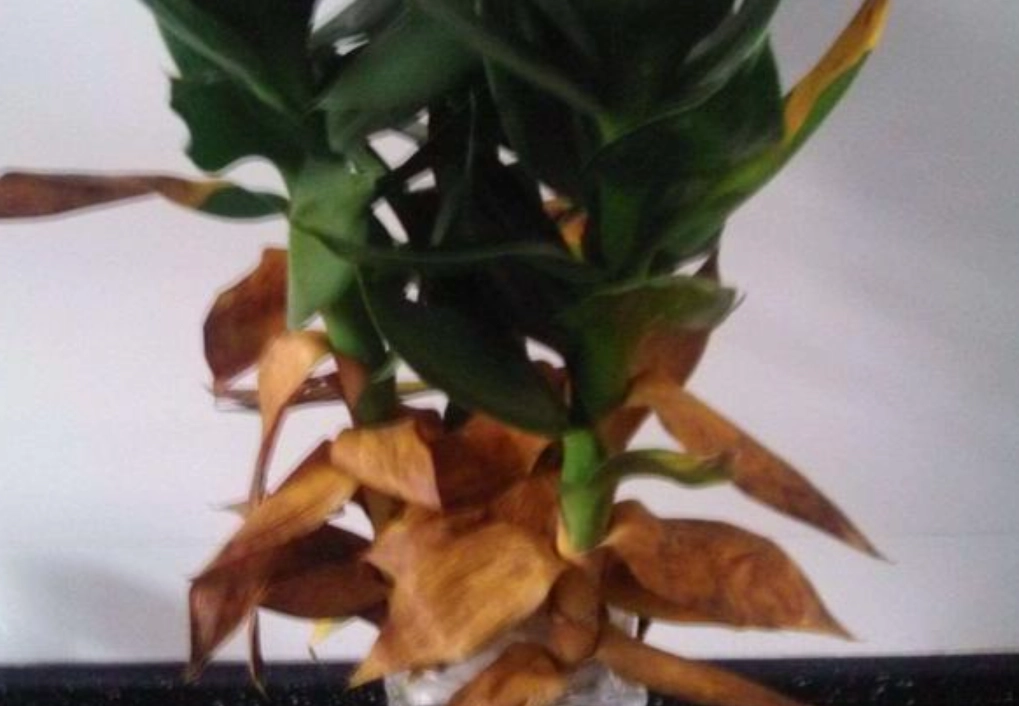 觀音竹葉子變黃處理 觀音竹葉子變黃處理