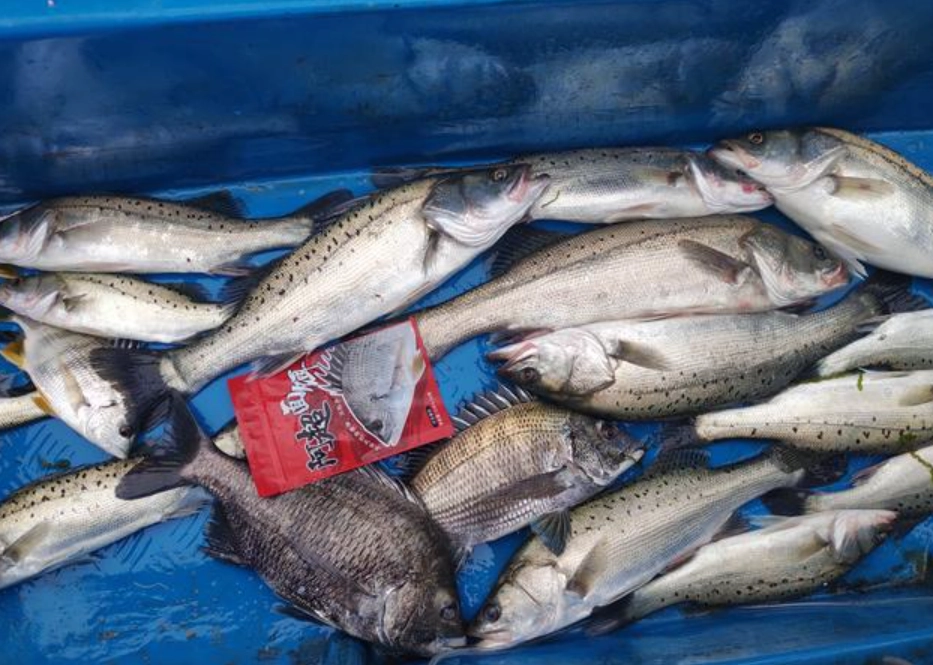 夢見釣魚大豐收 解夢