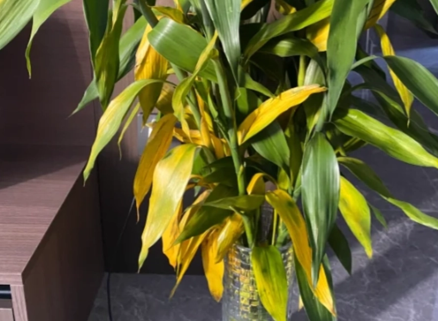 富貴竹養護技巧 富貴竹養護技巧