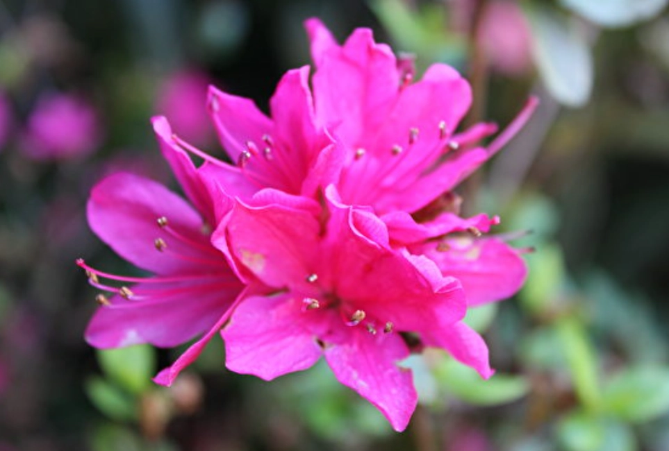 杜鵑花中毒症狀