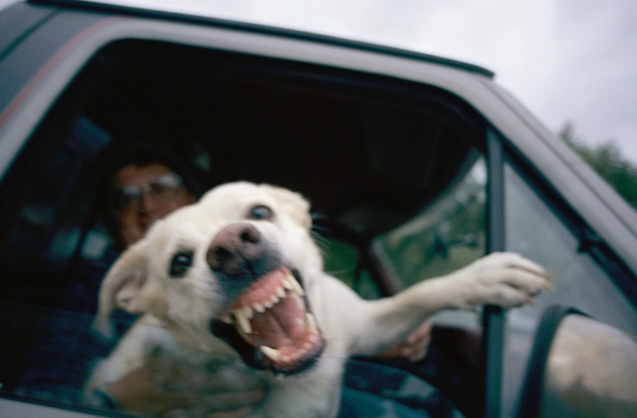 夢到被狗吠意思