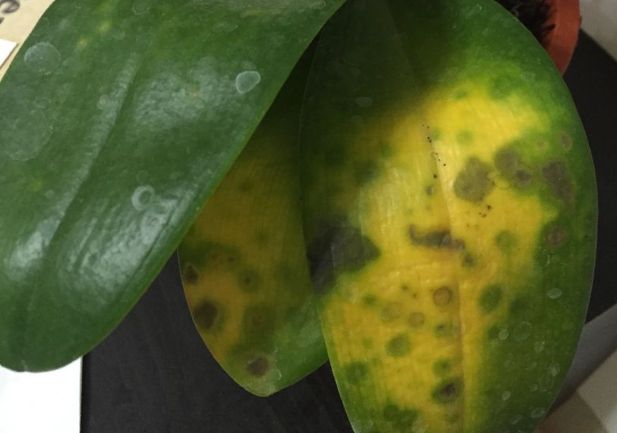 蘭花葉斑病治療