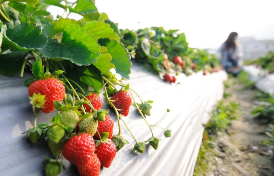 苗栗採草莓 苗栗採草莓