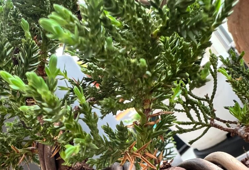 杉葉病害防治 杉葉病害防治