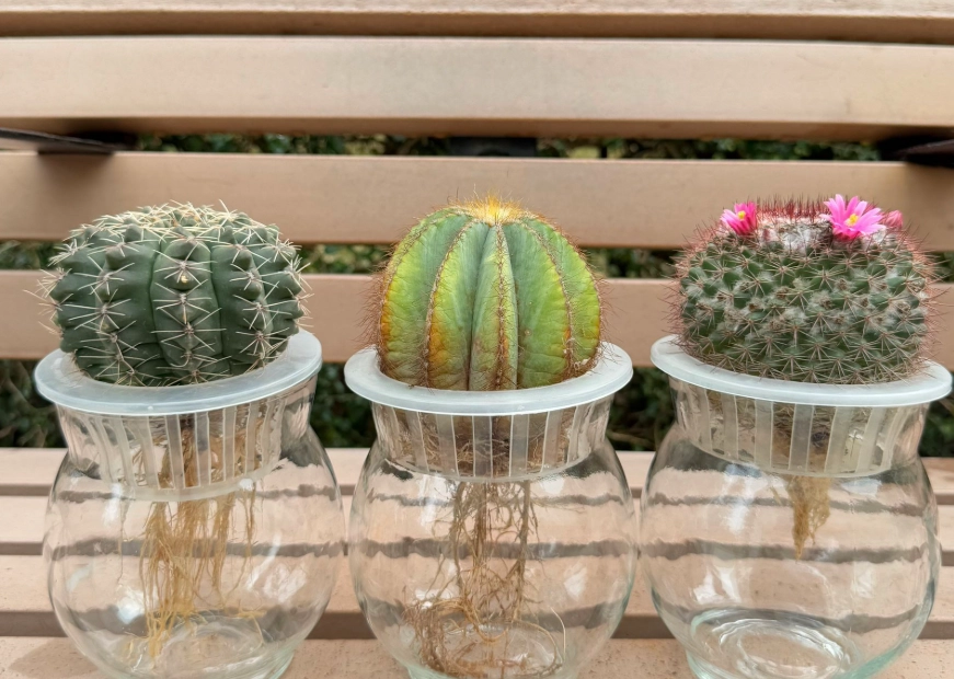 仙人掌曬太陽注意事項