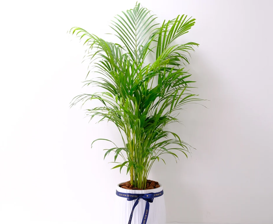 黃椰子病蟲害 黃椰子病蟲害