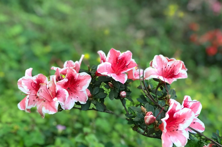 杜鵑花中毒處理