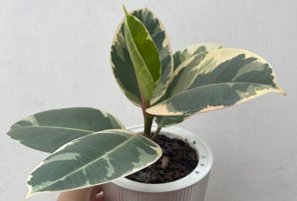 斑葉橡皮樹 照顧