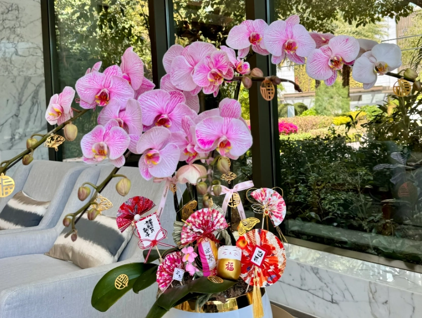 蝴蝶蘭養護方法