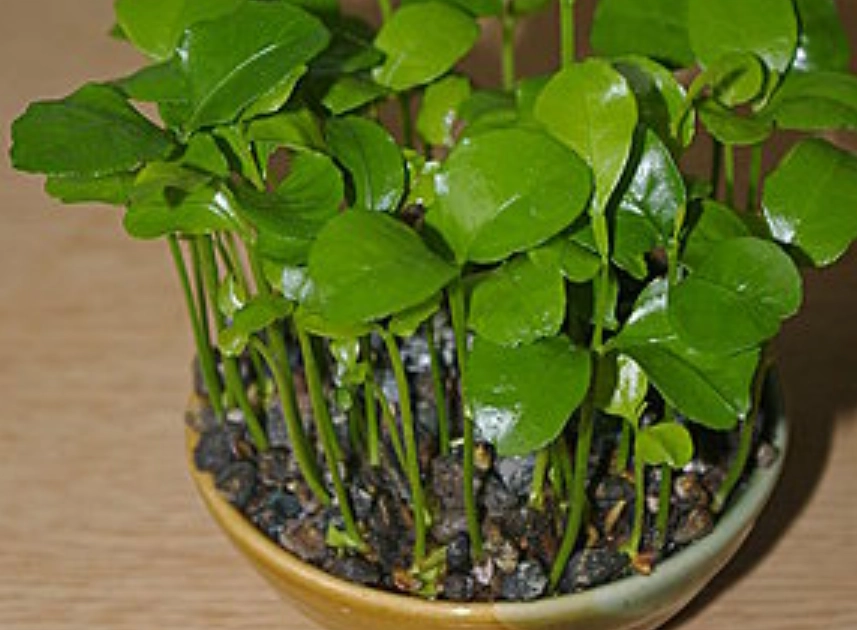 橘子種植方法 橘子種植方法