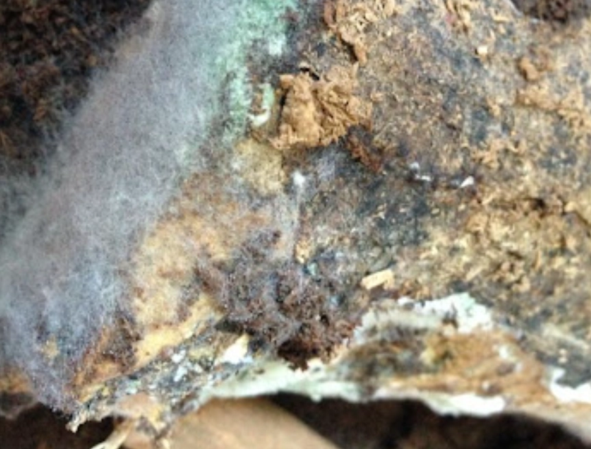 木材發霉處理 木材發霉處理