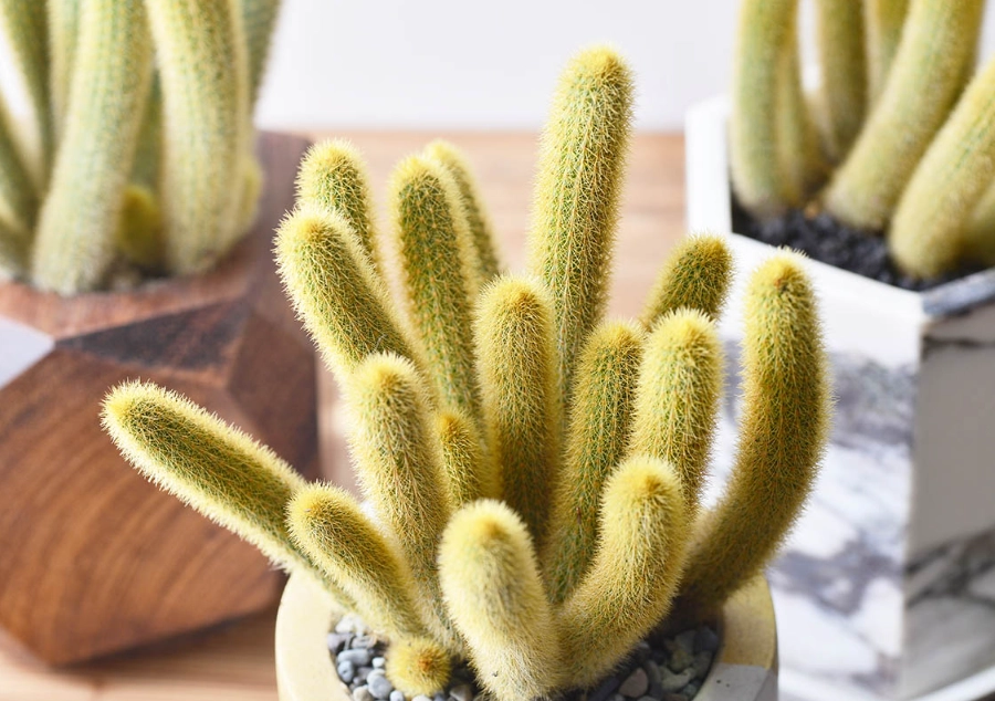 仙人掌光照需求