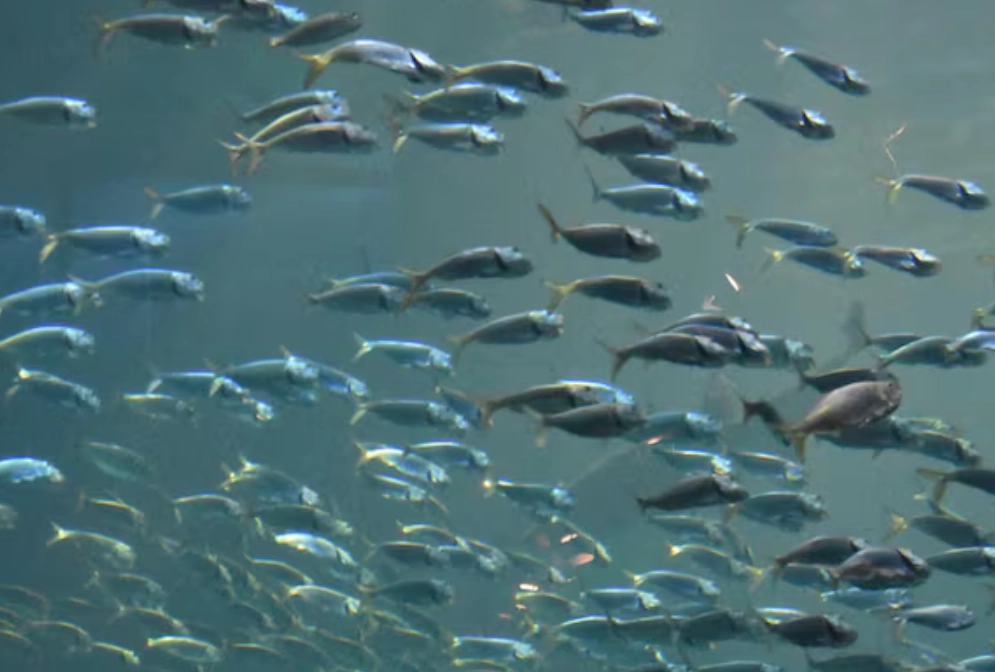 夢見魚 解夢 夢見魚 解夢