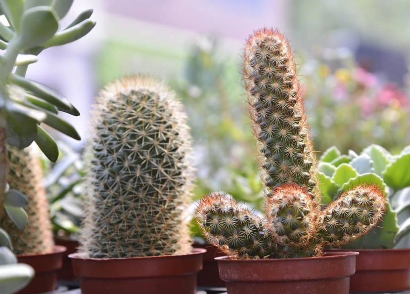 多肉植物 澆水 方法