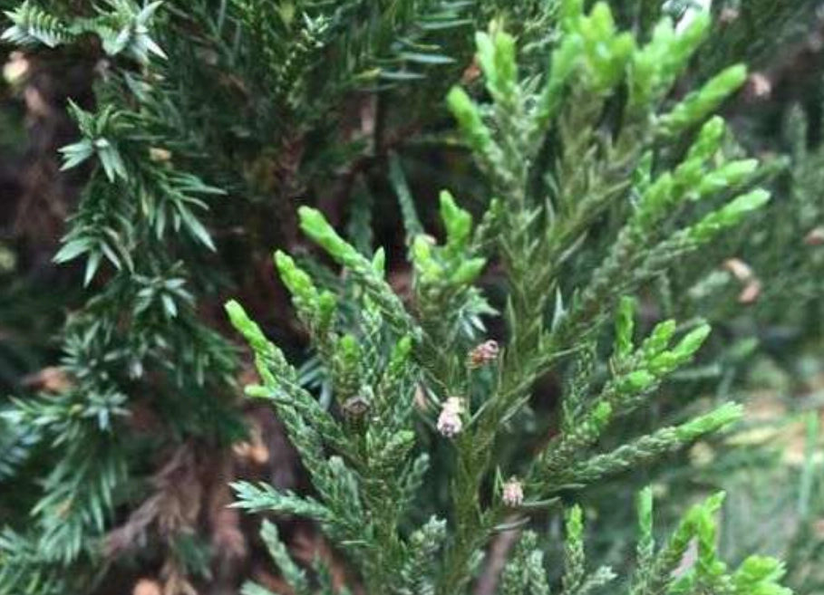 杉葉病害防治 杉葉病害防治