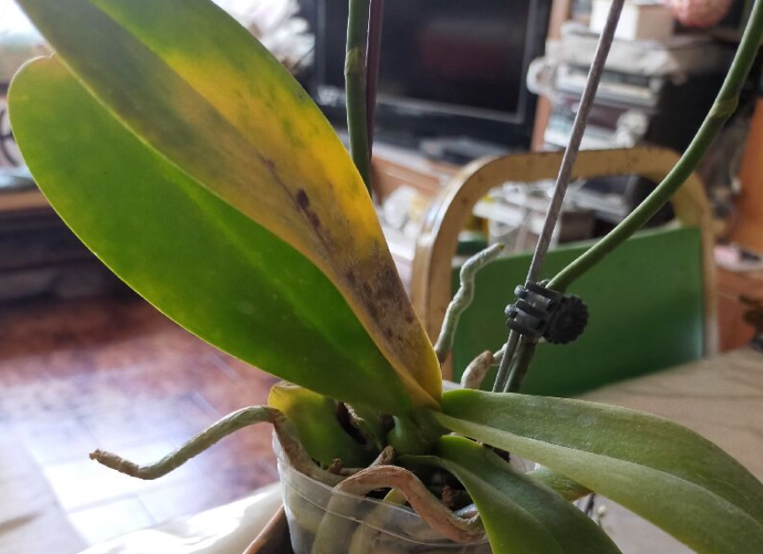 蘭花葉子變黃 蘭花葉子變黃