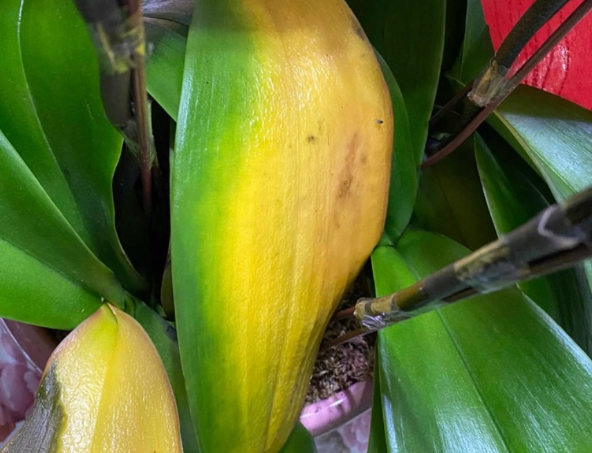 蘭花照顧問題 蘭花照顧問題