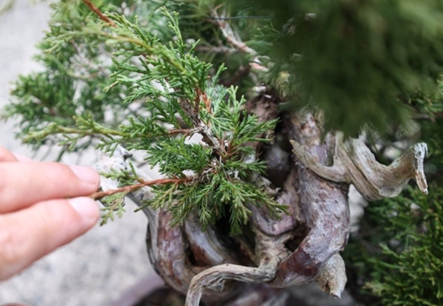 真柏葉子護理 真柏葉子護理