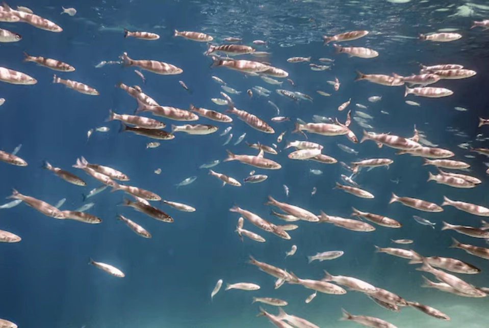 夢見魚 解夢 夢見魚 解夢