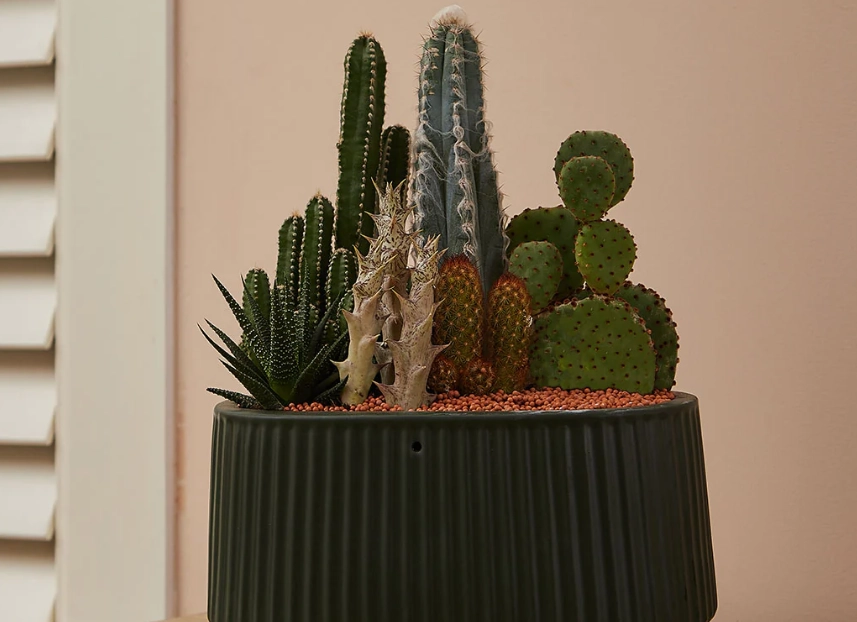 仙人掌 多久 澆水 一次