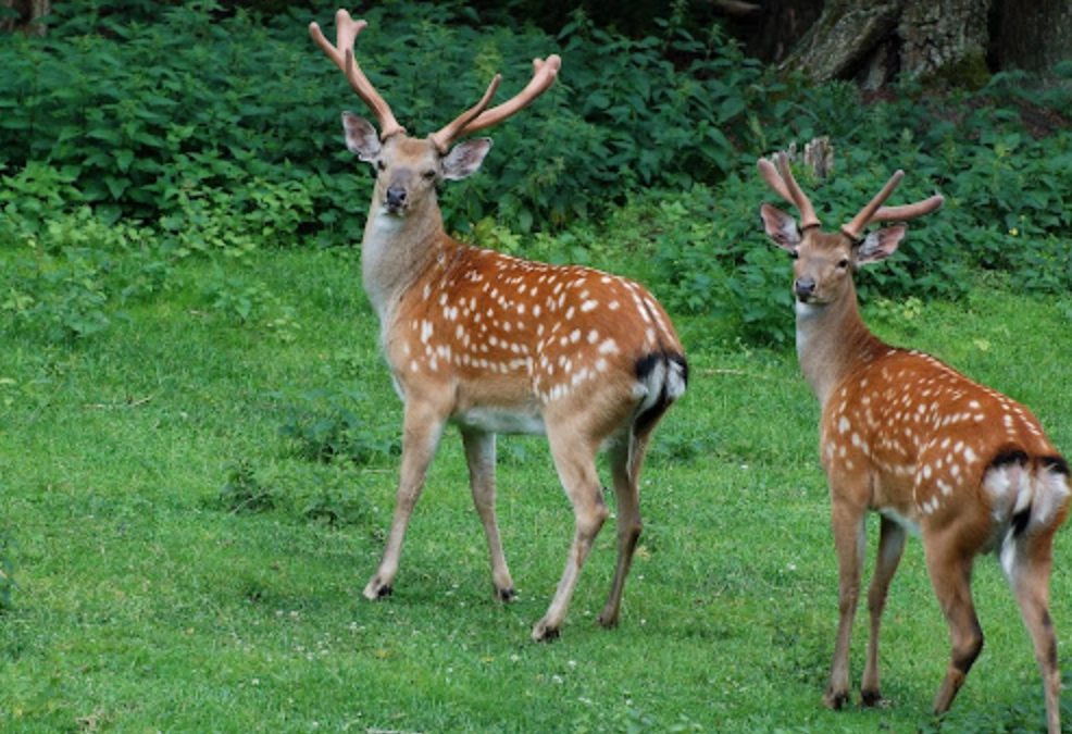 梅花鹿夢境 意義 梅花鹿夢境 意義