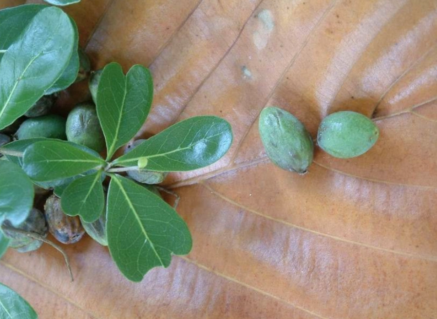 小葉欖仁果實處理