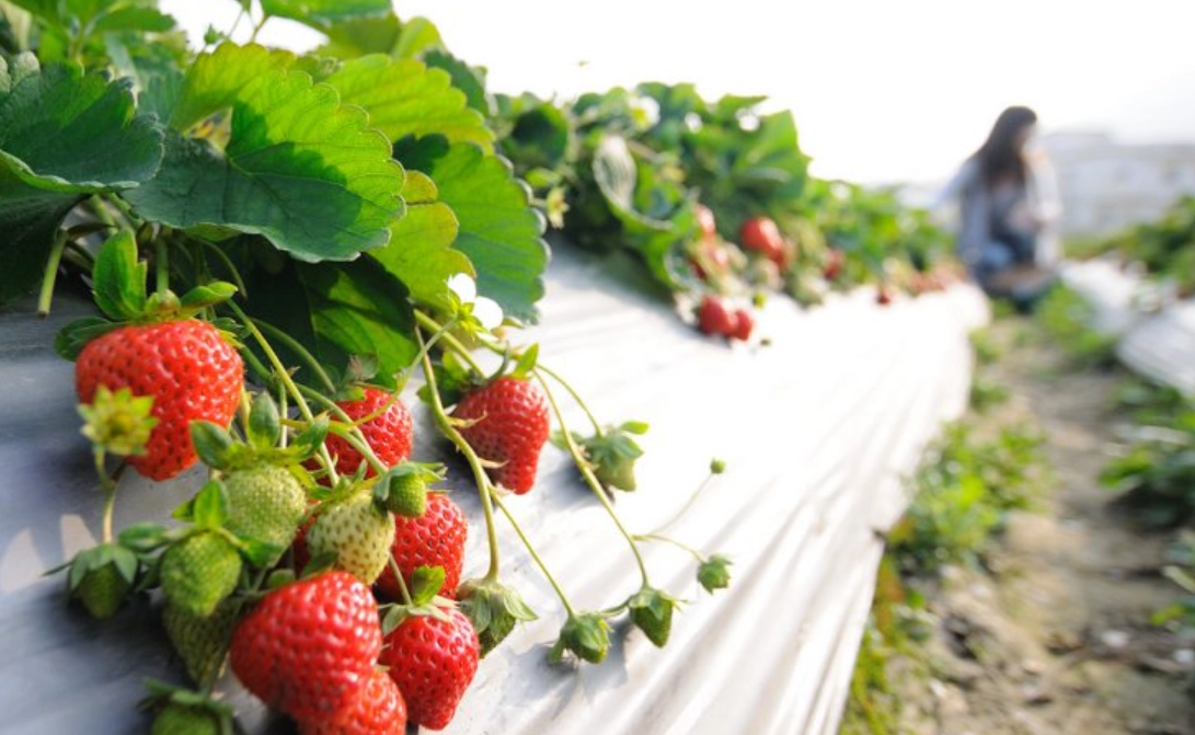 大湖草莓採摘 大湖草莓採摘