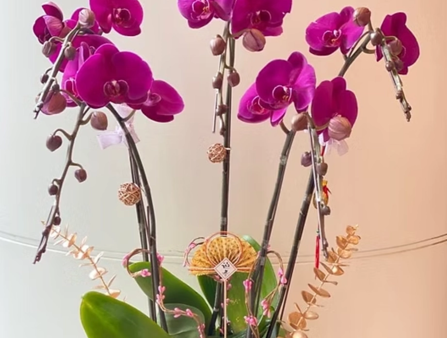 蝴蝶蘭養護方法