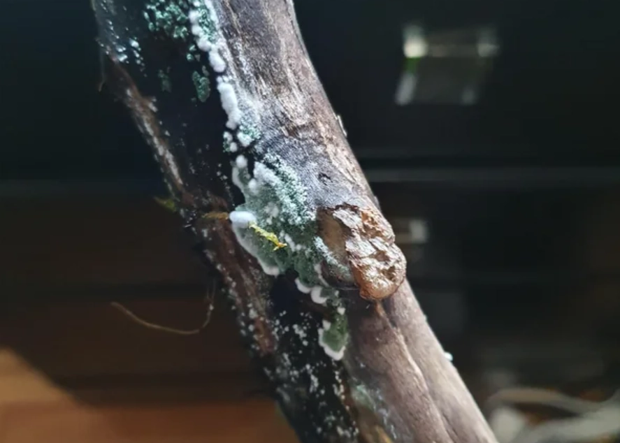 木材發霉處理 木材發霉處理