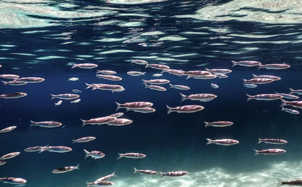 魚夢境 解析 魚夢境 解析