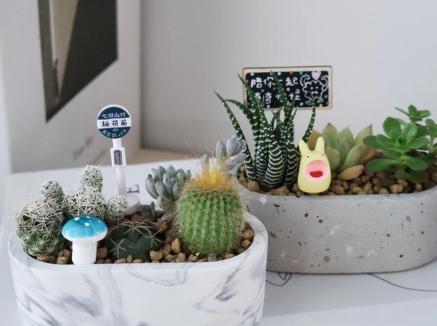 多肉植物 澆水 方法