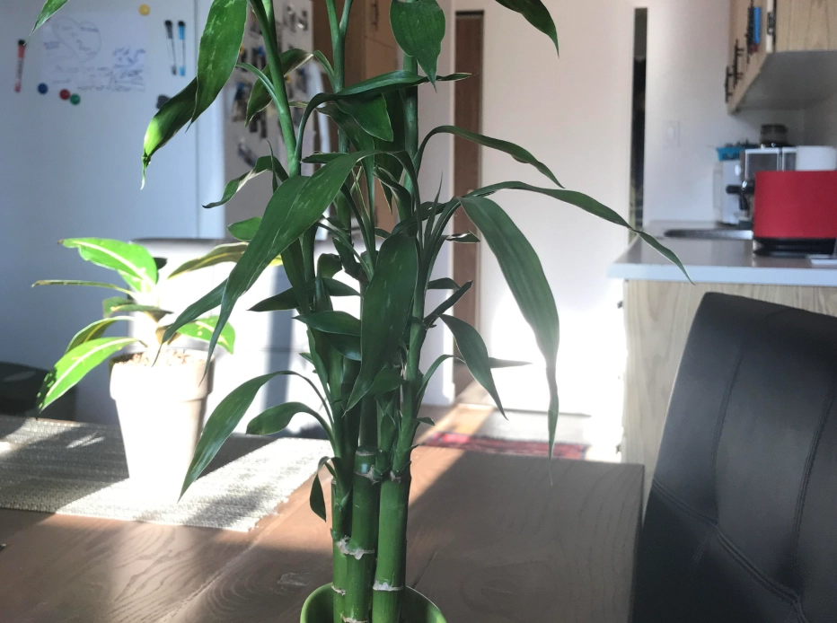 開運竹長太高處理 開運竹長太高處理