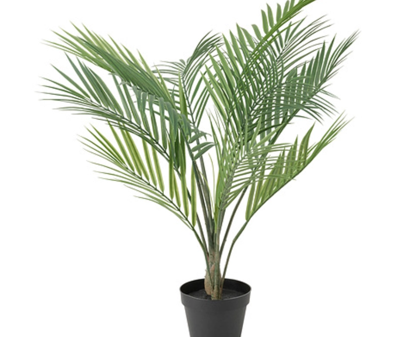 黃椰子養護方法 黃椰子養護方法