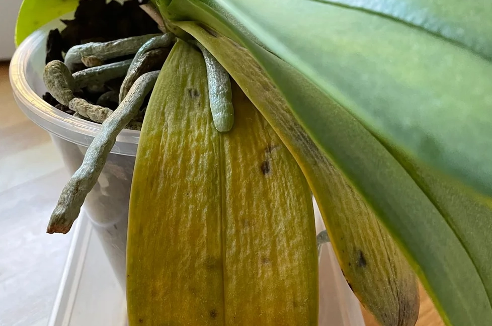 蘭花照顧問題 蘭花照顧問題