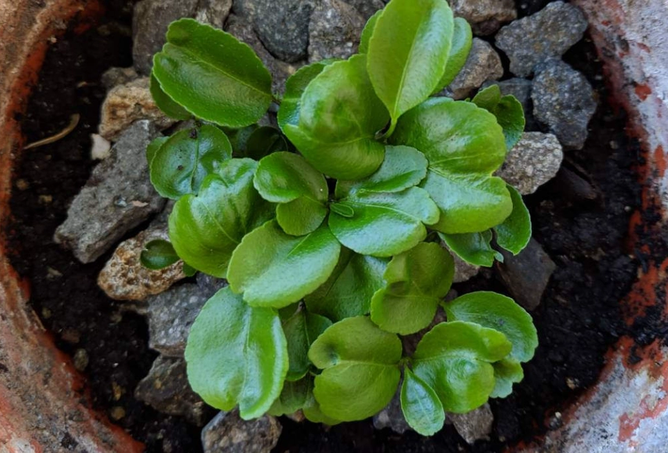 橘子種子發芽 橘子種子發芽