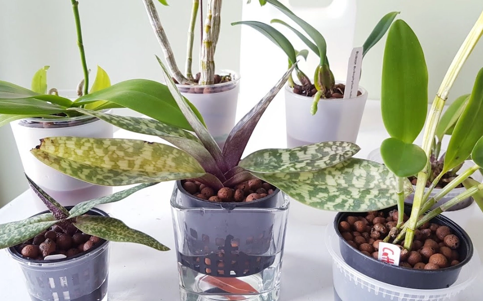 蝴蝶蘭 水培 介質