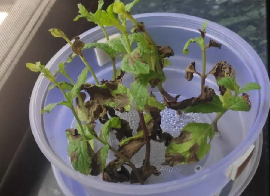 薄荷種植常見問題