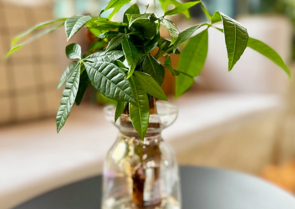 發財樹水種方法