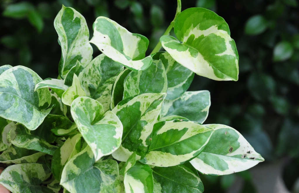 斑葉黃金葛照顧