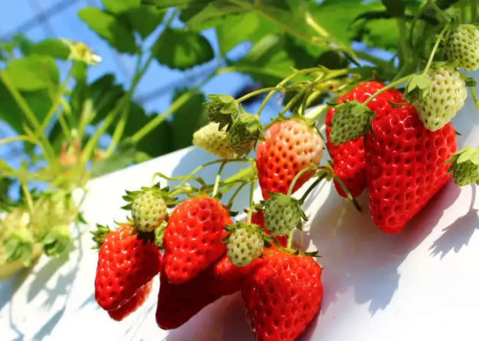 苗栗採草莓 苗栗採草莓