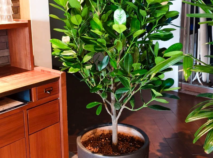 福木種植方法 福木種植方法