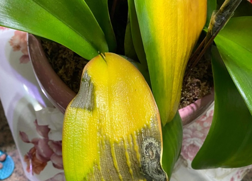 蘭花葉子變黃 蘭花葉子變黃