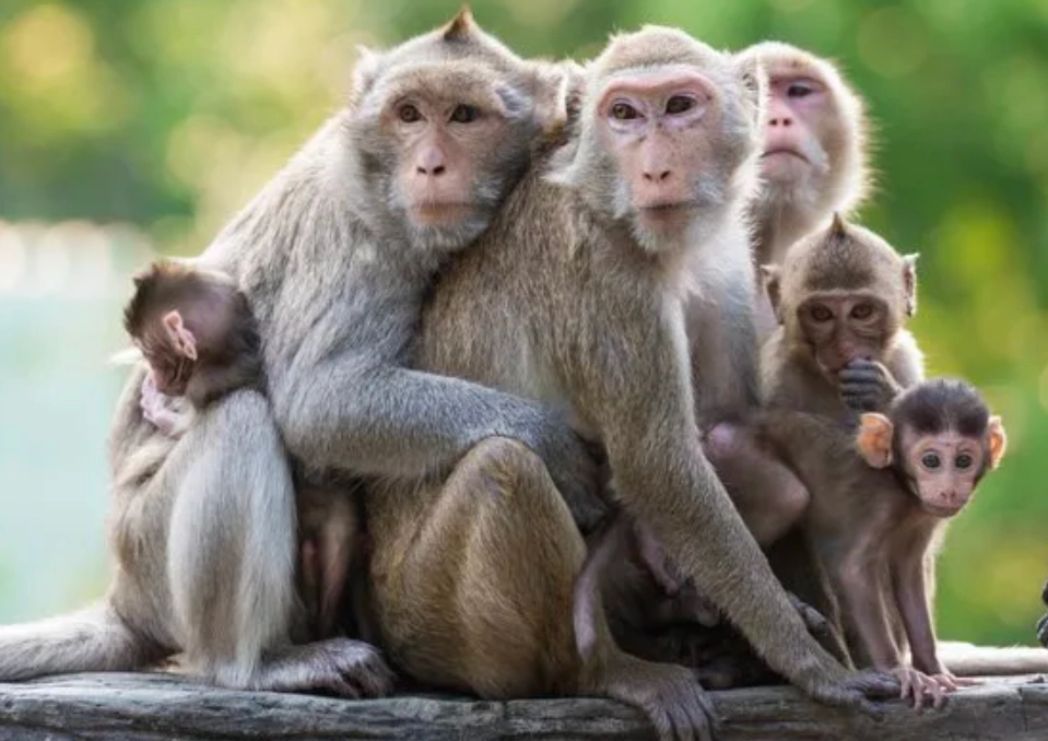 猴子 夢境 心理學