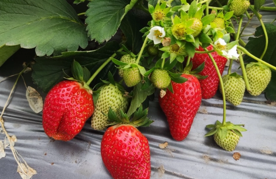 草莓一日遊 草莓一日遊