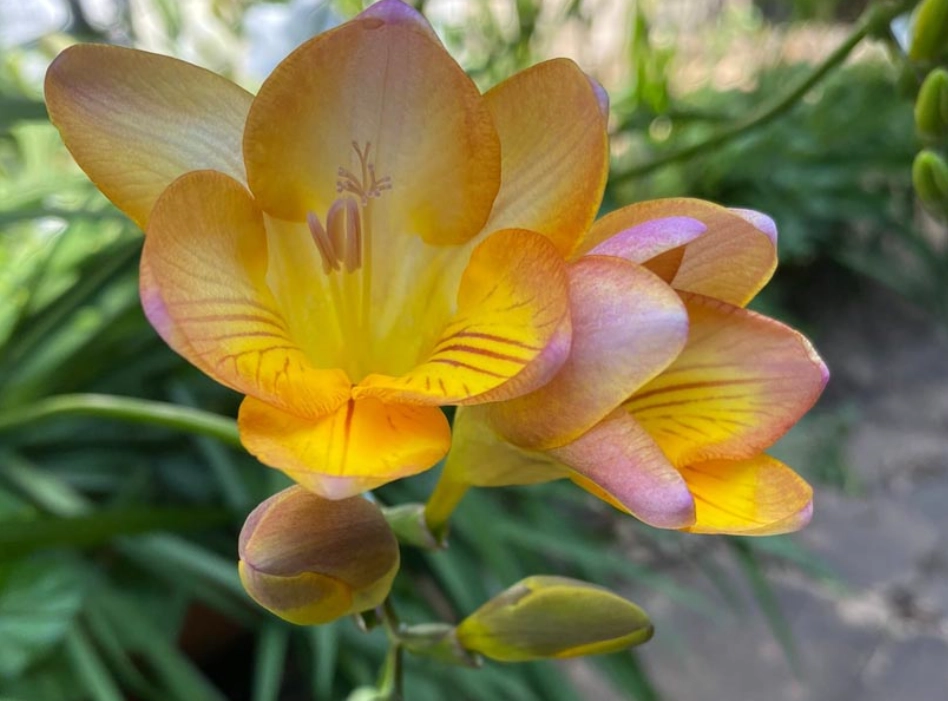 小蒼蘭 黃色 花語