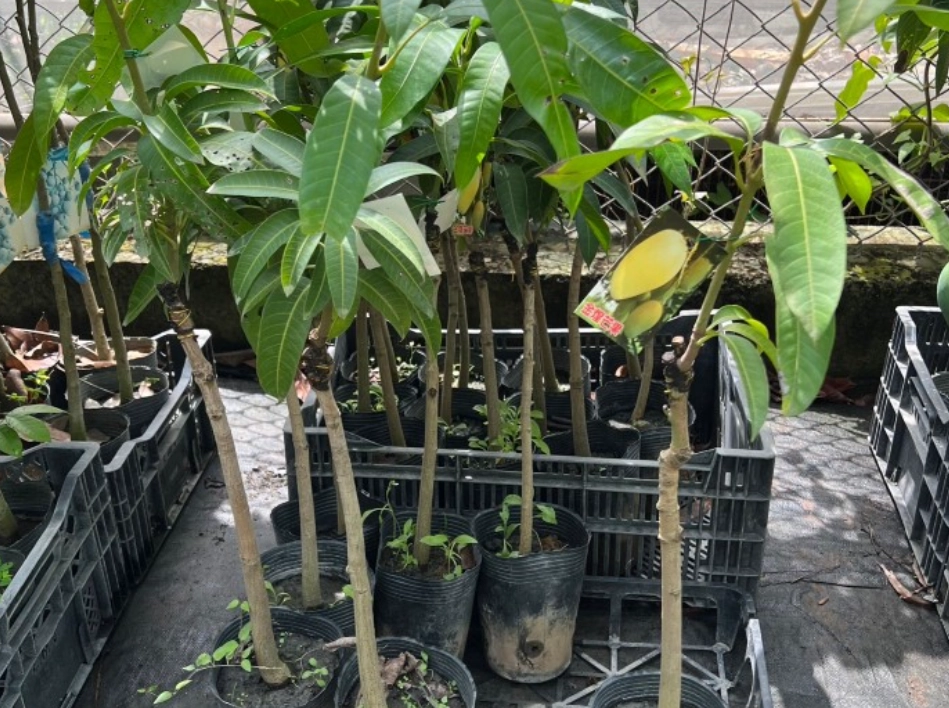 芒果嫁接苗 品種