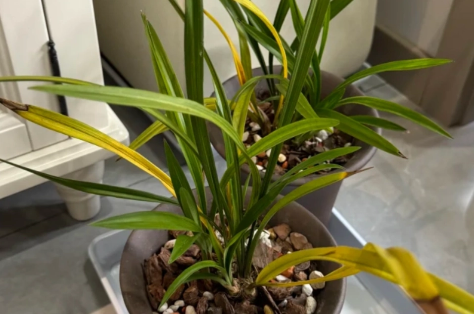 蘭花葉子變黃 蘭花葉子變黃